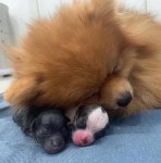 자기가 낳은 새끼들 자랑하는 댕댕이.jpg - 엽기사진실 - 이종격투기 자기가 낳은 새끼들 자랑하는 댕댕이.jpg