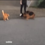 ■ 셰퍼드 줘패는 마샬아츠 특공냥이 - 엽기사진실 - 이종격투기 ■ 셰퍼드 줘패는 마샬아츠 특공냥이