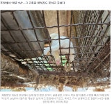 개농장 뜬장을 직접 체험하며 음식쓰레기를 먹은 기자님 - 엽기사진실 - 이종격투기 개농장 뜬장을 직접 체험하며 음식쓰레기를 먹은 기자님