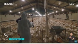 우리가 큰 닭고기를 맛볼 수 없는 이유 - 엽기사진실 - 이종격투기 우리가 큰 닭고기를 맛볼 수 없는 이유
