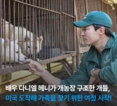 불법 개농장 구조 봉사활동 하는 다니엘헤니 - 엽기사진실 - 이종격투기 불법 개농장 구조 봉사활동 하는 다니엘헤니