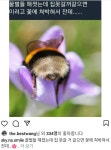 해가 져서 집에 못 돌아간 꿀벌들이 노숙하는 방법 - 엽기사진실 - 이종격투기 해가 져서 집에 못 돌아간 꿀벌들이 노숙하는 방법