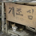 개조심 - 엽기사진실 - 이종격투기 개조심