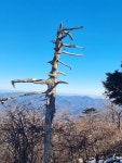 태백산(유일사~당골) - ☞ 100명산 정기산행 사진방 - 정운산악회 태백산(유일사~당골)