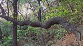 강서구 화곡본동 봉제산입니다 유병암 대장님 사진입니다 너무나 아름다웠습니다 - ,·´″```°³о☆ 카페지기님방 - 어서 오세요.!... 