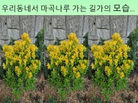 우리동네로 모이는 오늘의 손님은? ... - 만남의 광장 - 이기숙 문학 우리동네로 모이는 오늘의 손님은? ...