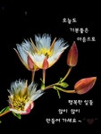 당신이 행복했으면 좋겠습니다 /예쁜 인사말 이미지 - ◈ 이쁜 이미지 ◈ - 코스모스화원 당신이 행복했으면 좋겠습니다 /예쁜 인사말 이미지