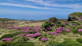 한라산 봄, 여름, 가을, 그리고 겨울 - 멋진 세상 - 천주교 제주교구 신창성당 한라산 봄, 여름, 가을, 그리고 겨울
