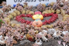 제주 하얀도화지의 매력 - .......... 텃밭나무꽃들 - 제주도여행 하얀도화지민박 제주 하얀도화지의 매력