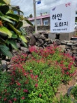 정원이이쁜집 하얀도화지 원룸형숙소 - .......... 텃밭나무꽃들 - 제주도여행 하얀도화지민박 제주서귀포 오션뷰 정원이이쁜집 하얀도화지 원룸형숙소