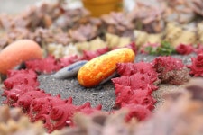 제주 하얀도화지의 매력 - .......... 텃밭나무꽃들 - 제주도여행 하얀도화지민박 제주 하얀도화지의 매력