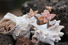 제주 하얀도화지의 매력 - .......... 텃밭나무꽃들 - 제주도여행 하얀도화지민박 제주 하얀도화지의 매력
