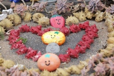 제주 하얀도화지의 매력 - .......... 텃밭나무꽃들 - 제주도여행 하얀도화지민박 제주 하얀도화지의 매력