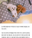 `언니네 강아지가 저희 집 강아지들 쫓아냈어요`..댕댕이판 주객전도 - 막이슈 - 쭉빵카페 `언니네 강아지가 저희 집 강아지들 쫓아냈어요`..... 