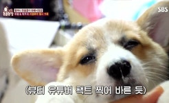 [동물농장] 탈룰라 할머니.gif - 막이슈 - 쭉빵카페 [동물농장] 탈룰라 할머니.gif