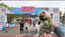 2019댕댕런 최연소 참가자(존귀 심장주의) - 막이슈 - 쭉빵카페 2019댕댕런 최연소 참가자(존귀 심장주의)