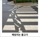 횡단보도 어디까지 하는 거에요? - 막이슈 - 쭉빵카페 횡단보도 어디까지 하는 거에요?