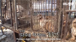 개농장에 품종견들이 많은 이유 - 인스티즈(instiz) 이슈 카테고리 개농장에 품종견들이 많은 이유