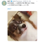NCT 태용의 반려견 루비 - 막이슈 - 쭉빵카페 NCT 태용의 반려견 루비