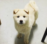현재 달이 뜨는 강에서 가장 사랑 독차지하고 있는 출연자.jpg - 막이슈 - 쭉빵카페 현재 달이 뜨는 강에서 가장 사랑 독차지하고 있는... 