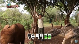[무한도전] 박명수만 따라다니는 타조들 - 막이슈 - 쭉빵카페 [무한도전] 박명수만 따라다니는 타조들
