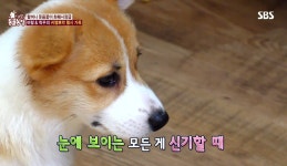 [동물농장] 탈룰라 할머니.gif - 막이슈 - 쭉빵카페 [동물농장] 탈룰라 할머니.gif