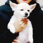 댕댕이가 눈을 게슴츠레 뜨는 이유.jpgif - 막이슈 - 쭉빵카페 댕댕이가 눈을 게슴츠레 뜨는 이유.jpgif