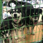 아주 혼쭐이 나야하는 강아지목욕탕;;;;; - 막이슈 - 쭉빵카페 아주 혼쭐이 나야하는 강아지목욕탕;;;;;