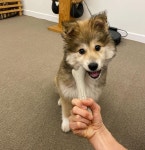 신발 신은 이기우네 강아지 테디.jpg - 악플달면 쩌리쩌려버려 - ＊여성시대＊ 차분한 20대들의 알흠다운 공간 신발 신은 이기우네 강아지... 