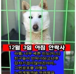 🔥오늘 아침 안락사 시행이었던 아이들 버티고있어 임보, 입양처 구해요🔥 - 막생정 - 쭉빵카페 🔥오늘 아침 안락사 시행이었던 아이들... 