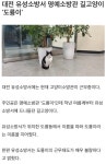 유성소방서 고양이소방관 도룡이 근무태도 매우 불량 - 막이슈 - 쭉빵카페 유성소방서 고양이소방관 도룡이 근무태도 매우 불량