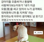 강아지들이 똥쌀때 사람 쳐다보는 이유 - 막이슈 - 쭉빵카페 강아지들이 똥쌀때 사람 쳐다보는 이유