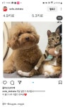 멍멍이와 야옹이의 몸무게 차이 - 인스티즈(instiz) 이슈 카테고리 멍멍이와 야옹이의 몸무게 차이