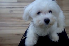 안녕이라고 말하는 강아지 - 악플달면 쩌리쩌려버려 - ＊여성시대＊ 차분한 20대들의 알흠다운 공간 안녕이라고 말하는 강아지