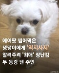에어팟 씹어먹은 댕댕이에게 역지사지 알려주려 최애 장난감 두 동강 낸 주인 - 막이슈 - 쭉빵카페 에어팟 씹어먹은 댕댕이에게 역지사지 알려주려... 