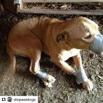 드디어 시작된 한 청원.jpg - 악플달면 쩌리쩌려버려 - ＊여성시대＊ 차분한 20대들의 알흠다운 공간 드디어 시작된 한 청원.jpg