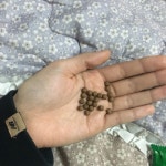 장염 달고사는 사람들만 아는 약 - 악플달면 쩌리쩌려버려 - ＊여성시대＊ 차분한 20대들의 알흠다운 공간 장염 달고사는 사람들만 아는 약