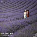 [여행honey] 보라빛 향기에 취할 라벤더 명소 6곳 - 꽃과 나무 탐사 - 서울대학교 우리문화탐사회 서울대학교 우리문화탐사회