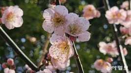 [김선미의 시크릿가든] 제주에 꽃 피네, 동백에 매화 피네 - 제주도여행정보♥ - 온누리 여행등산클럽™[산악회.국내여행.섬여행.둘레길여행]... 