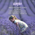 [여행honey] 보라빛 향기에 취할 라벤더 명소 6곳 - 꽃과 나무 탐사 - 서울대학교 우리문화탐사회 서울대학교 우리문화탐사회