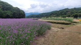 울산 대왕암공원 자수정동굴 및 함양 상림화원-2025.9.7 - 명품둘레길동호회 - 유응호 울산 대왕암공원 자수정동굴 및 함양 상림화원-2025.9.7