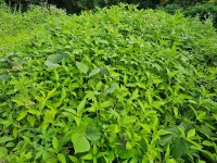 6. 19. 수 - 오..솔..길 - 폴쎄와 함께 6. 19. 수