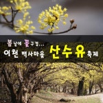 ♡원적산&산수유축제♡ - 힐링산행&번개산행 - ♠안양 호암산악회♠ ♡원적산&산수유축제♡