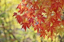 아직도 부산의 가을단풍 예뻐요 - (우)**풍경*풍물 사진실 - 음악과 영상의 사랑 음악과 영상의 사랑