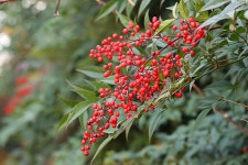 부를 부르는ㅡ전화위복의 남천 - 모모수계 님 photo - 체칠리아의 음악 카페 부를 부르는ㅡ전화위복의 남천