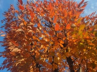 유구성당의 고운 가을빛~ - ♡ 우리들의 이야기 - 천주교 대전교구 유구성당 유구성당의 고운 가을빛~