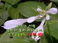 꽃피는 세월 날마다 꽃이 아니구려~ - 좋은글,생활정보,삶, 이야기 - 미수복 경기도 개풍군 중면 꽃피는 세월 날마다 꽃이 아니구려~