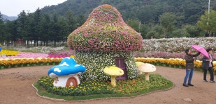 인제 꽃길 축제.......... - ◈개인산행 사진 - 강릉 블랙야크 산악회 인제 꽃길 축제..........