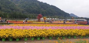인제 꽃길 축제.......... - ◈개인산행 사진 - 강릉 블랙야크 산악회 인제 꽃길 축제..........