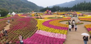 인제 꽃길 축제.......... - ◈개인산행 사진 - 강릉 블랙야크 산악회 인제 꽃길 축제..........